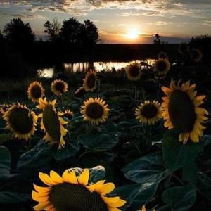 Meet your Posher, Roma